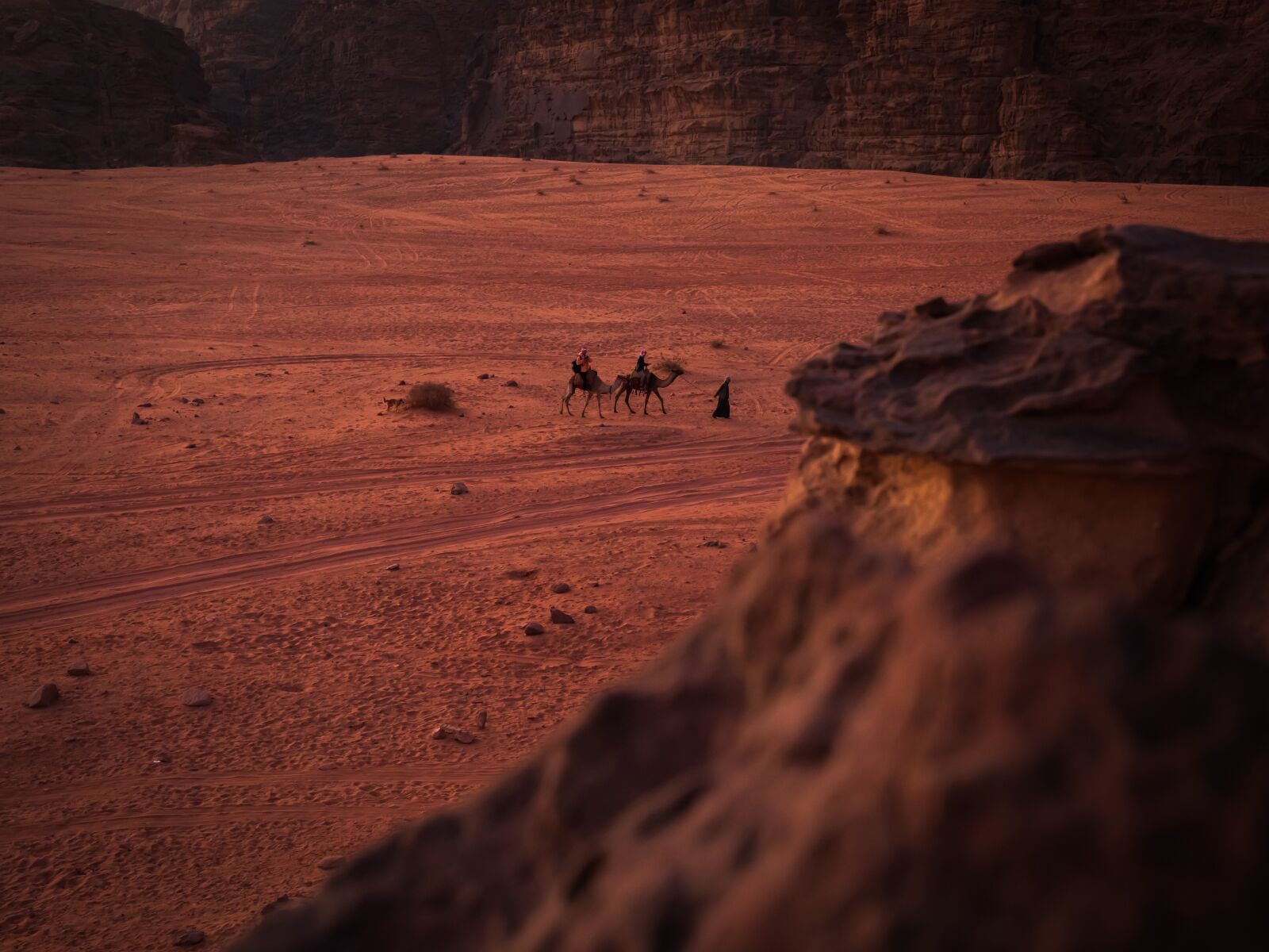 Canon EOS 5D Mark IV sample photo. Camel, animals, desert photography