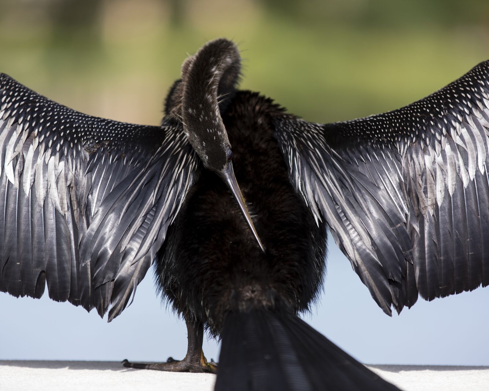Canon EOS 5D Mark III sample photo. Bird, florida, nature photography