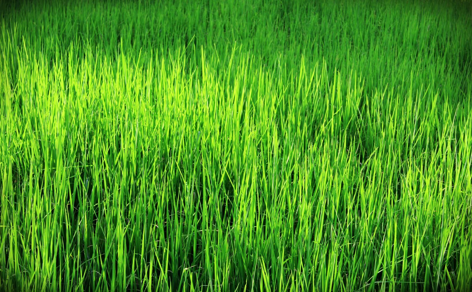 Canon EOS 650D (EOS Rebel T4i / EOS Kiss X6i) sample photo. Agriculture, asia, asian photography