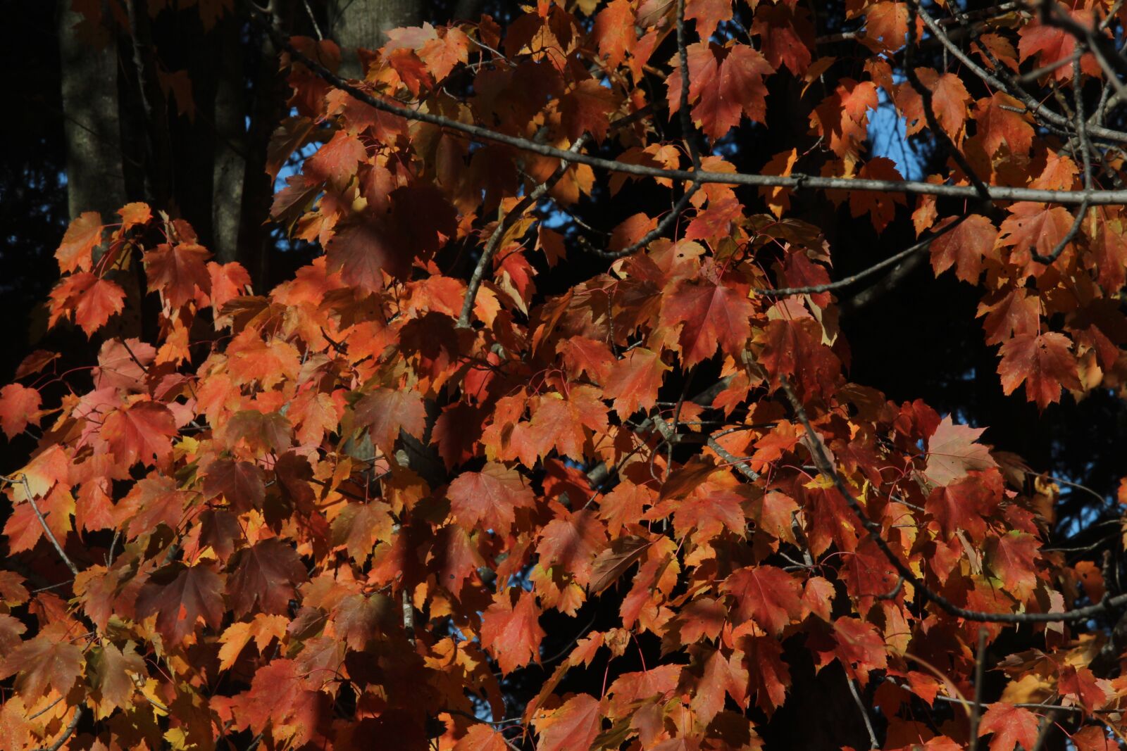 Canon EOS 1200D (EOS Rebel T5 / EOS Kiss X70 / EOS Hi) sample photo. Fall, colors, red photography