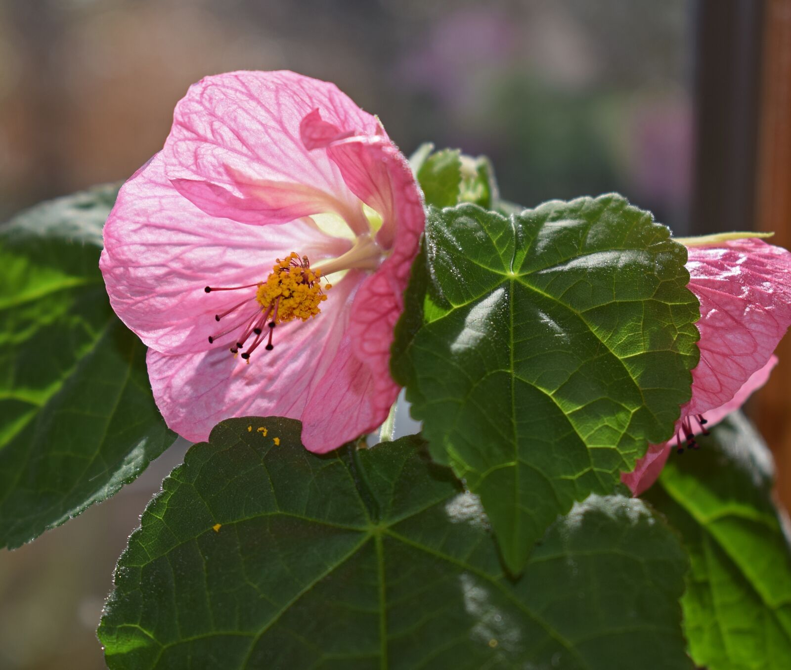 Nikon D3300 sample photo. Flowering maple, container plant photography