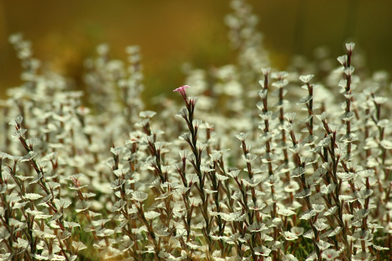 Canon EF-S 55-250mm F4-5.6 IS II sample photo. Red i ekcik, flowers photography