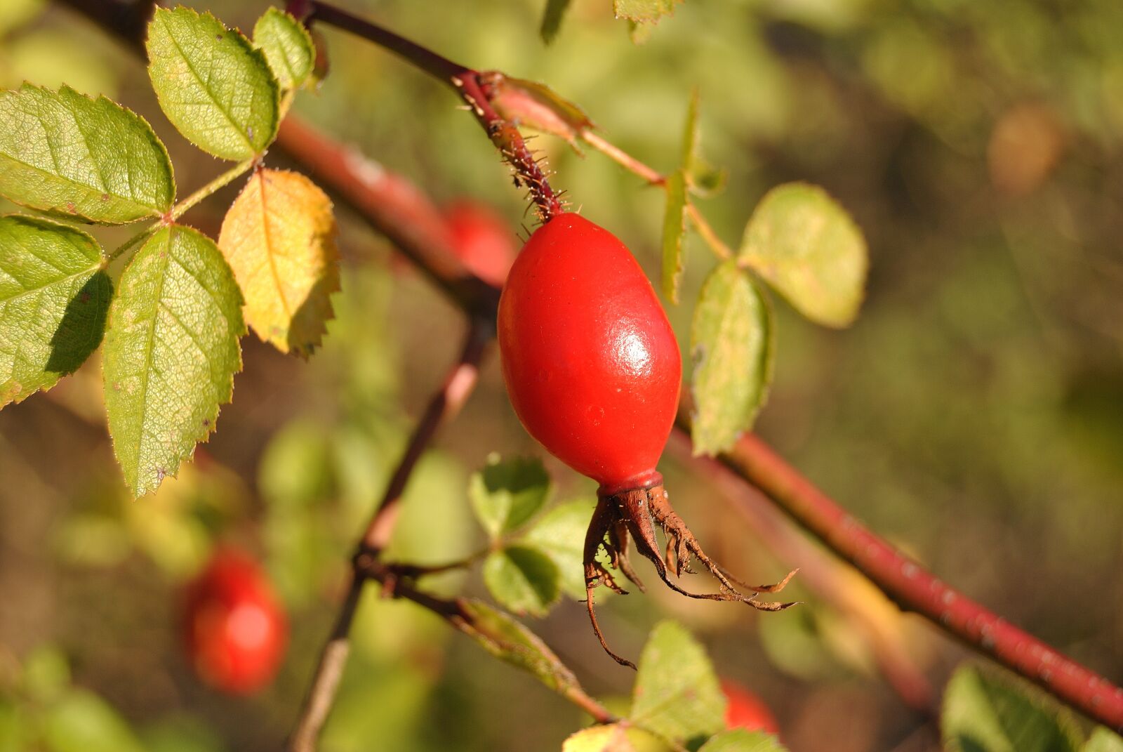 Nikon D3000 sample photo. Thornbush, autumn, fruit photography