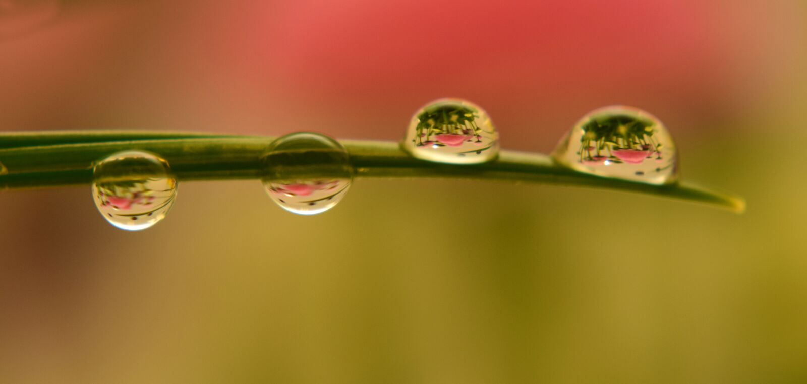 Nikon D3300 sample photo. Rain, pearl, leaf photography