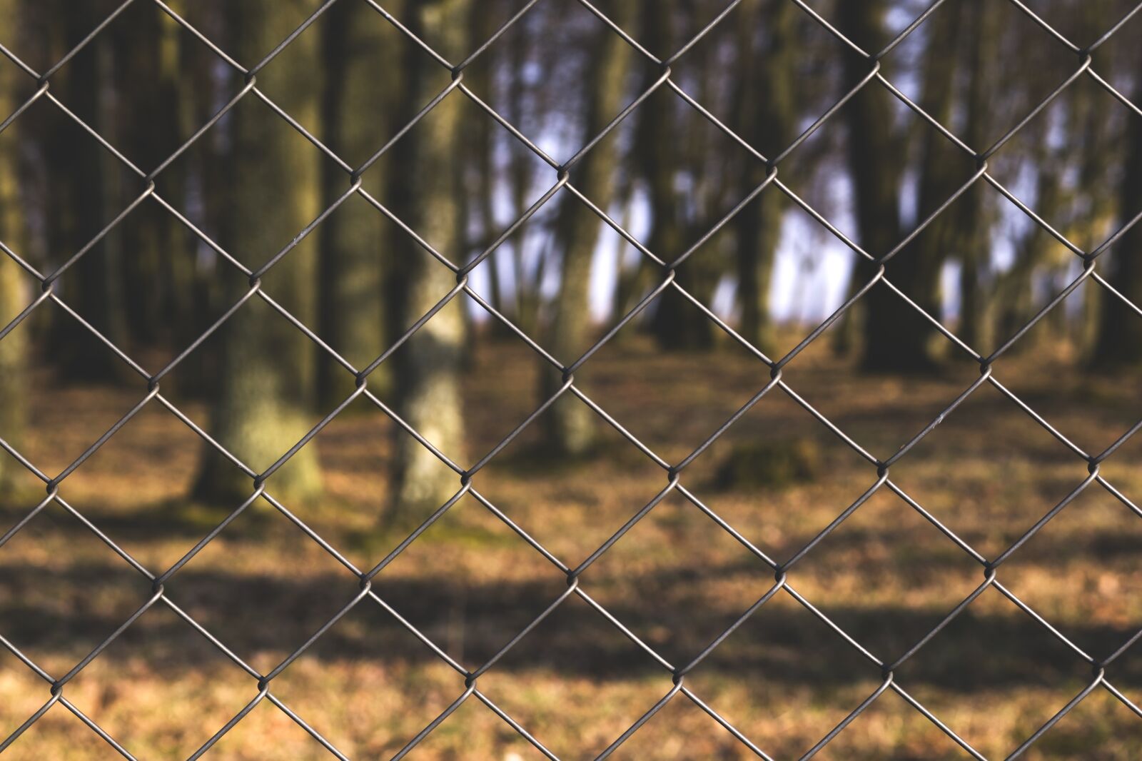 Canon EF 85mm F1.8 USM sample photo. Chainlink, fence, park photography