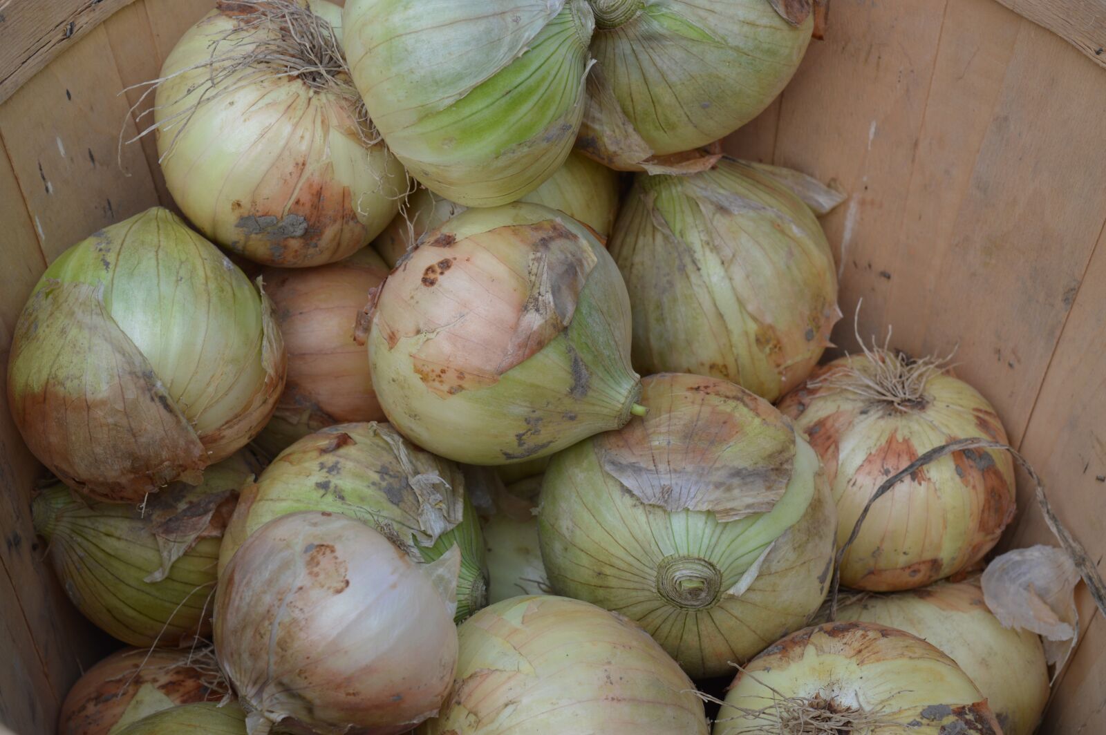 Nikon D3200 sample photo. Onions, vegetables, raw photography