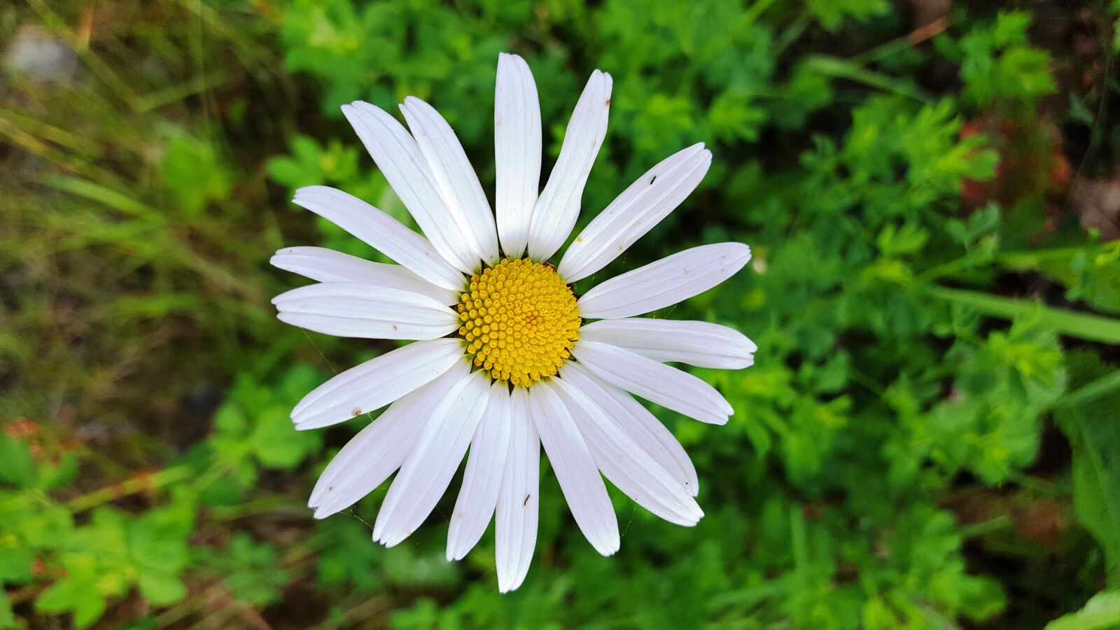 Samsung Galaxy S6 sample photo. Flower, garden, white photography