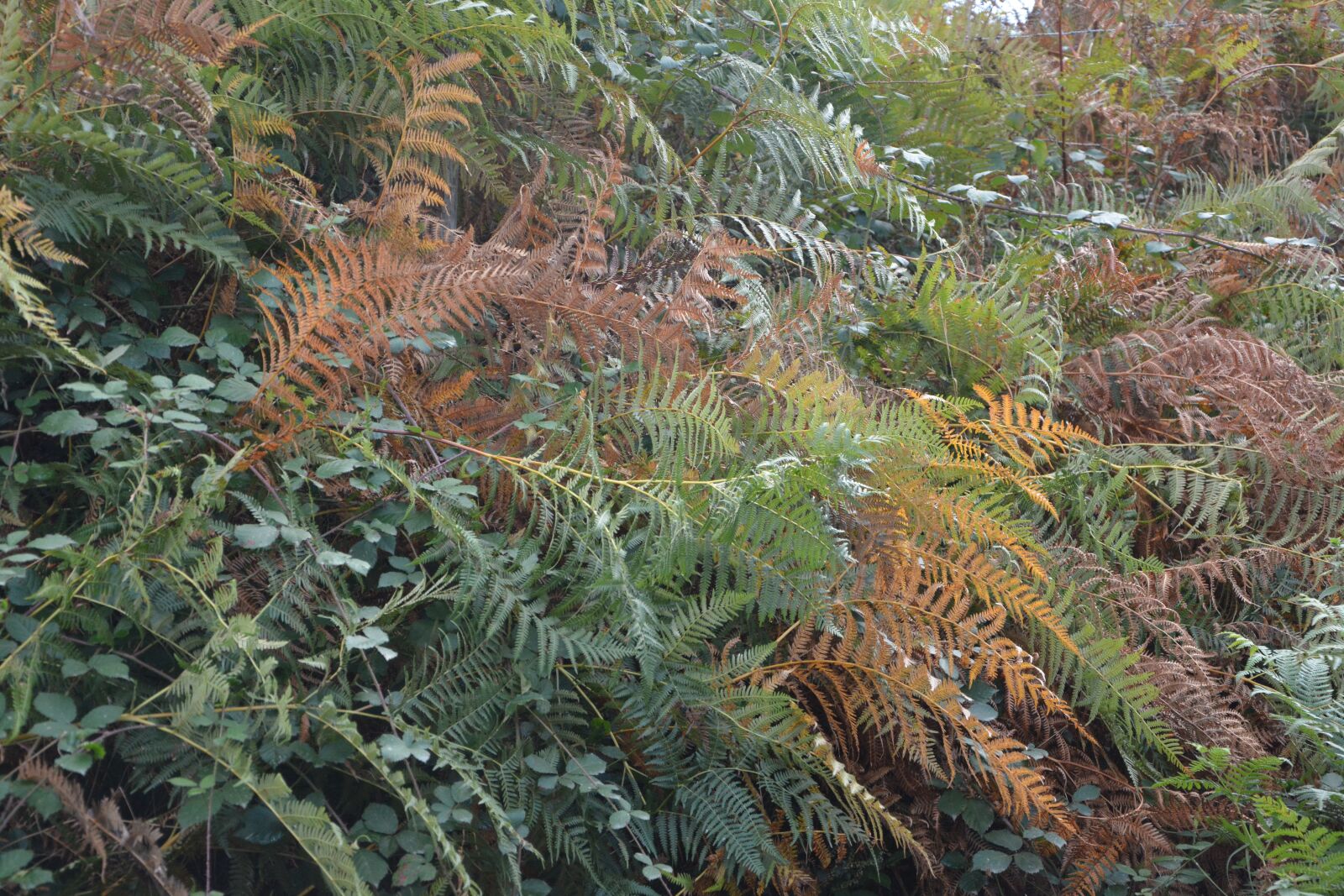 Nikon D5200 sample photo. Ferns, colors fall, season photography