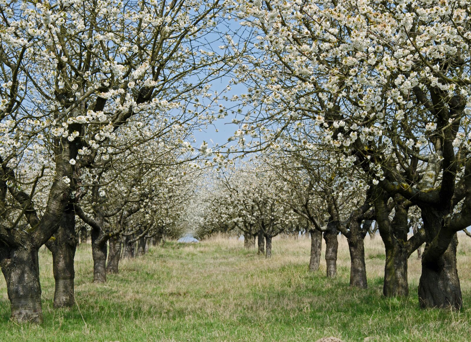 Nikon D7000 sample photo. Blossom, cherry, cherry blossom photography