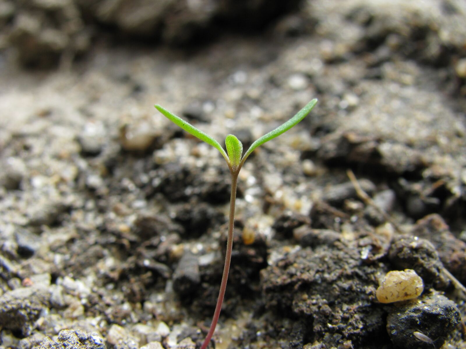 Canon POWERSHOT SX100 IS sample photo. Macro, sprout, germination photography