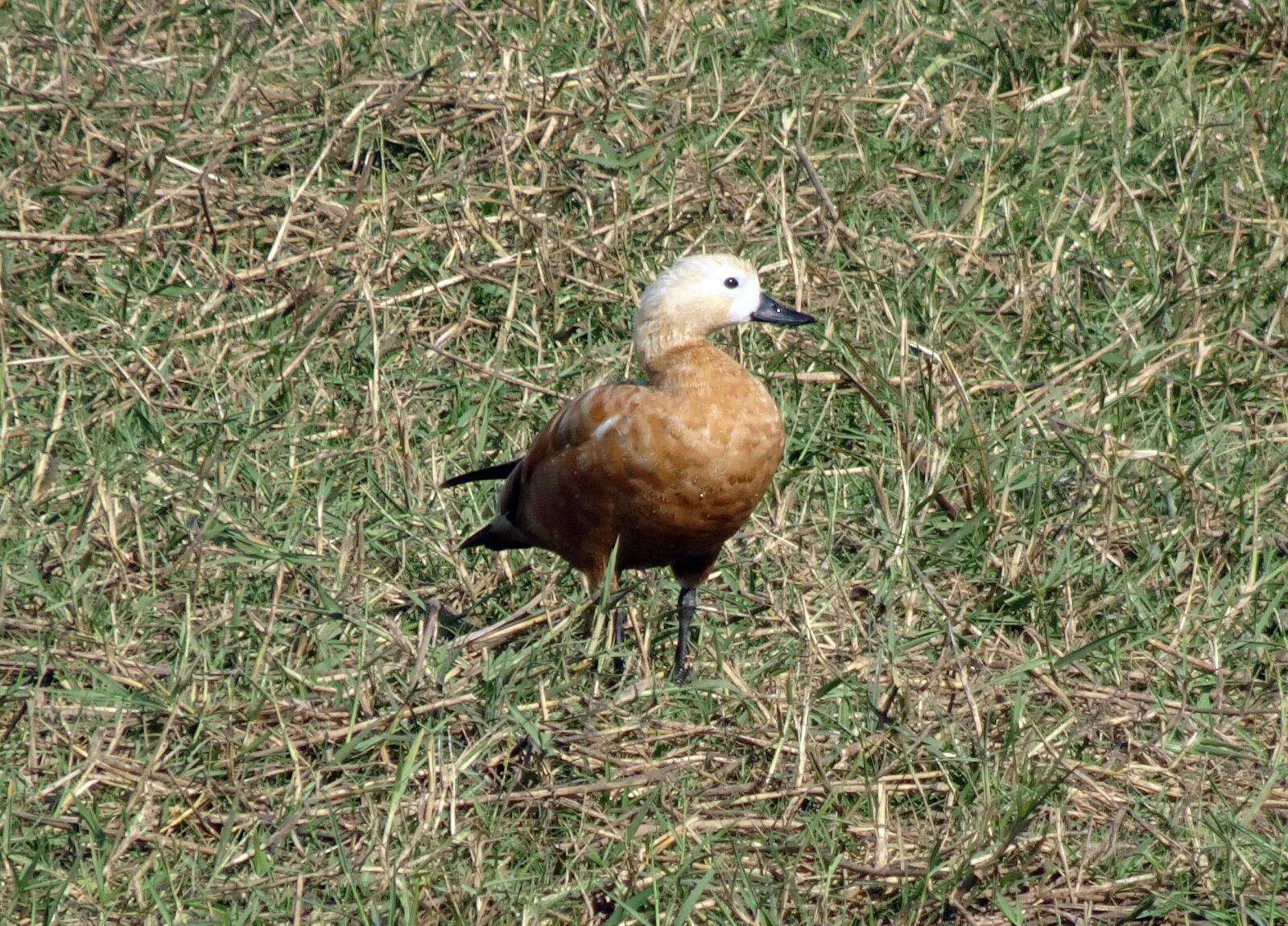 Sony Cyber-shot DSC-HX90V sample photo. Ruddy shelduck, tadorna ferruginea photography
