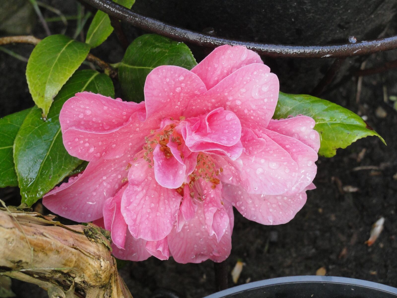 Sony Cyber-shot DSC-H20 sample photo. Camellia, pink, flower photography