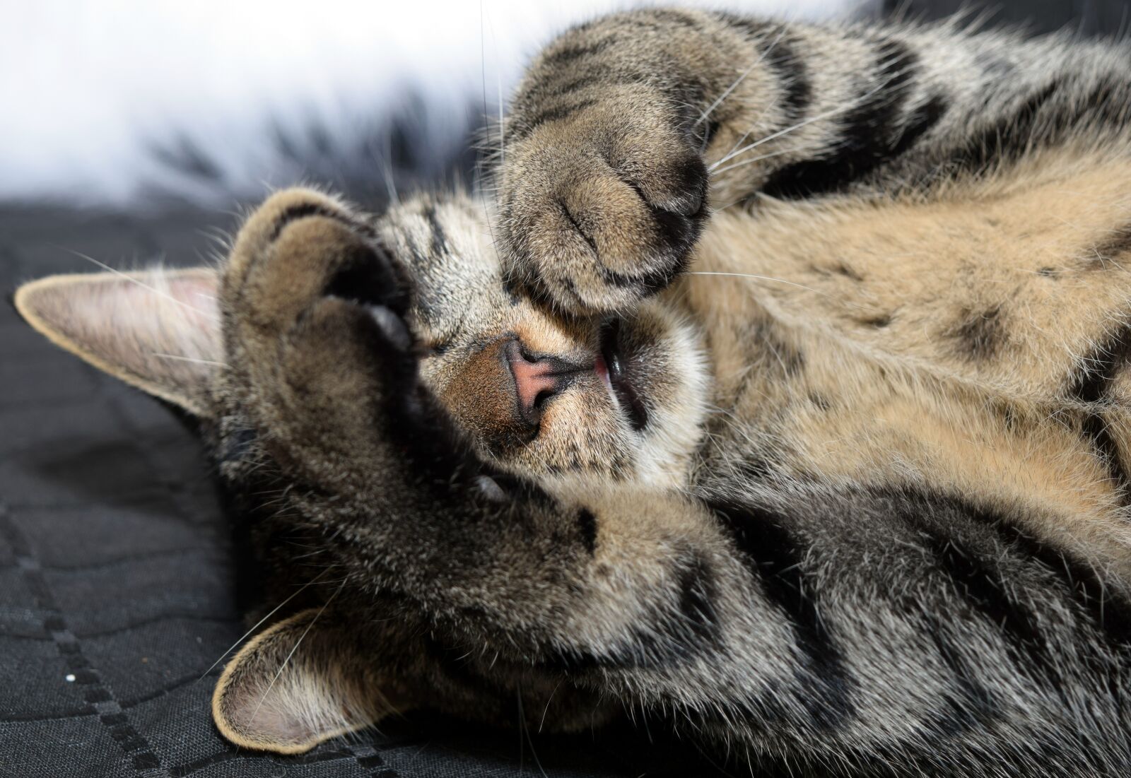 Nikon D5300 sample photo. Mammal, animal, cat photography