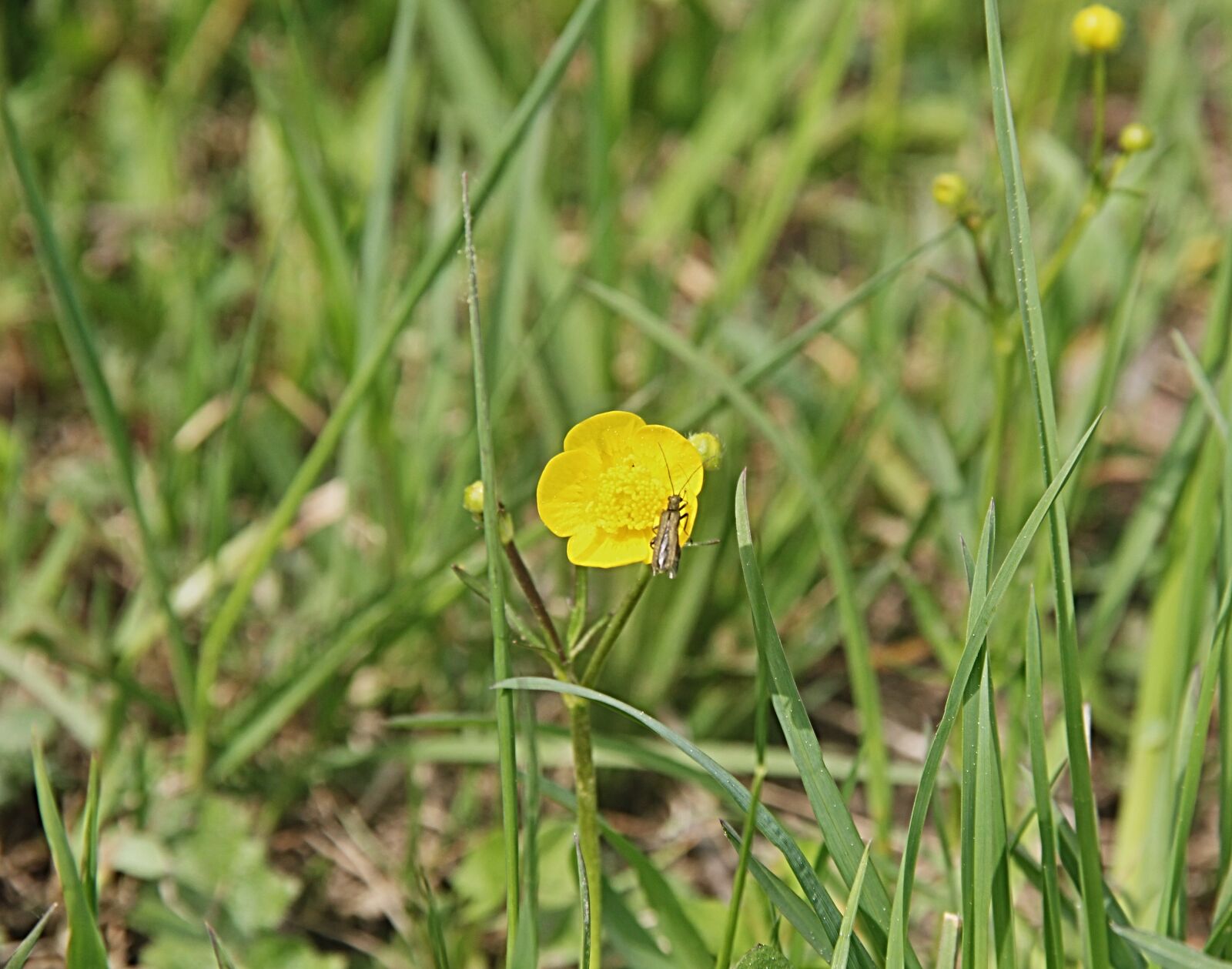 Canon EOS 550D (EOS Rebel T2i / EOS Kiss X4) sample photo. Buttercup, buttercup sharp, flower photography