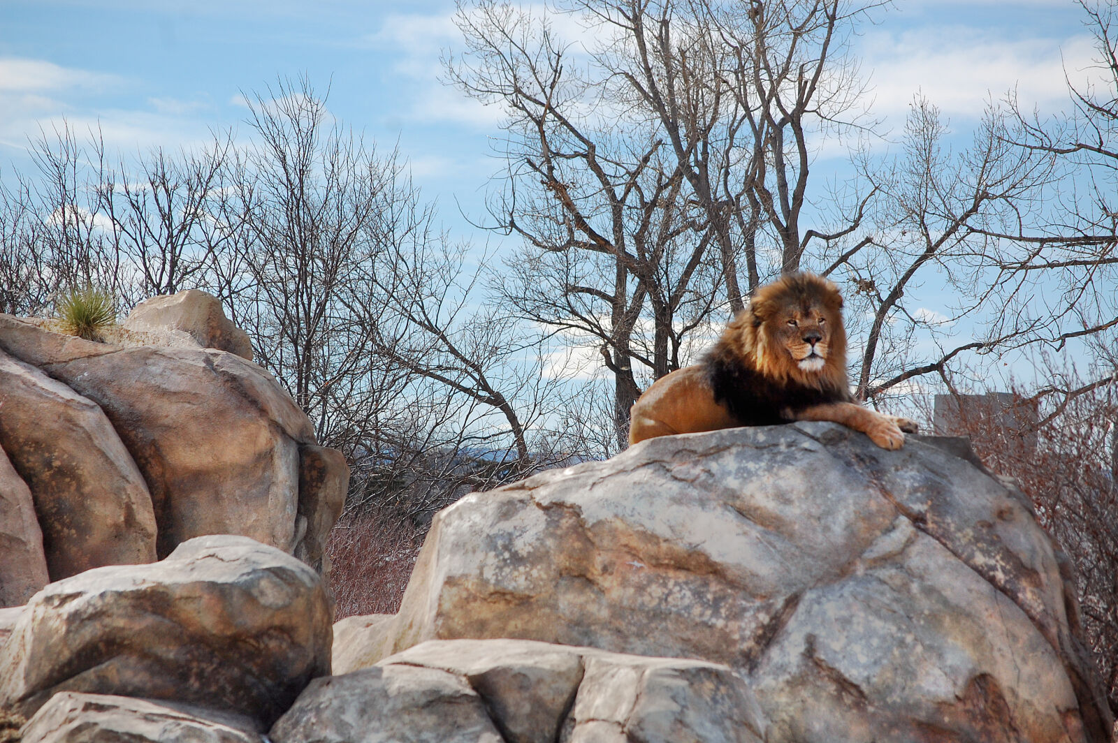 Nikon D40 sample photo. Denver, lion, zoo photography