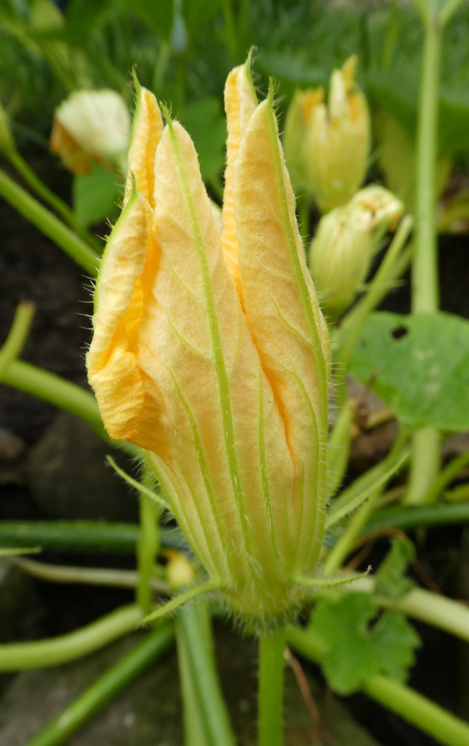 Panasonic DMC-TZ81 sample photo. Pumpkin blossom, yellow, close photography