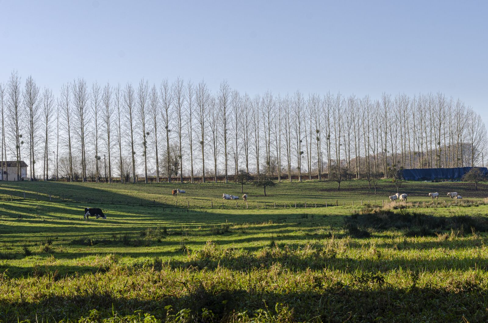 Nikon D7000 sample photo. Field, france, normandy photography