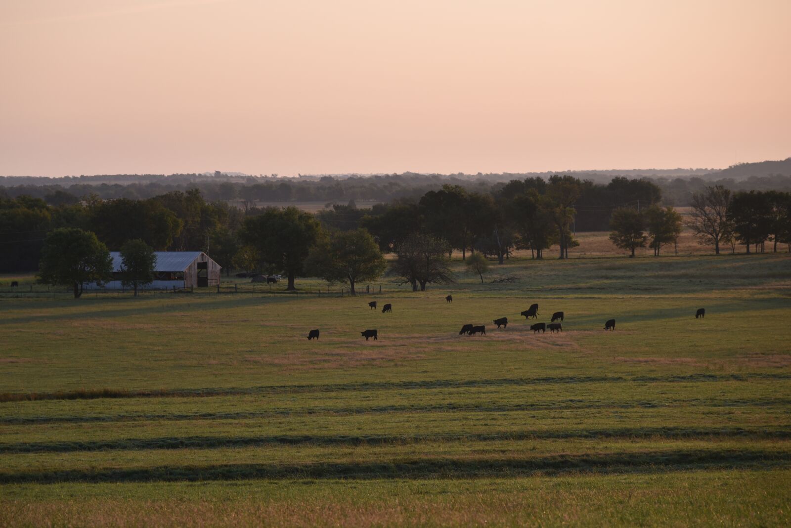 Nikon D750 sample photo. Farm, cows, cattle photography
