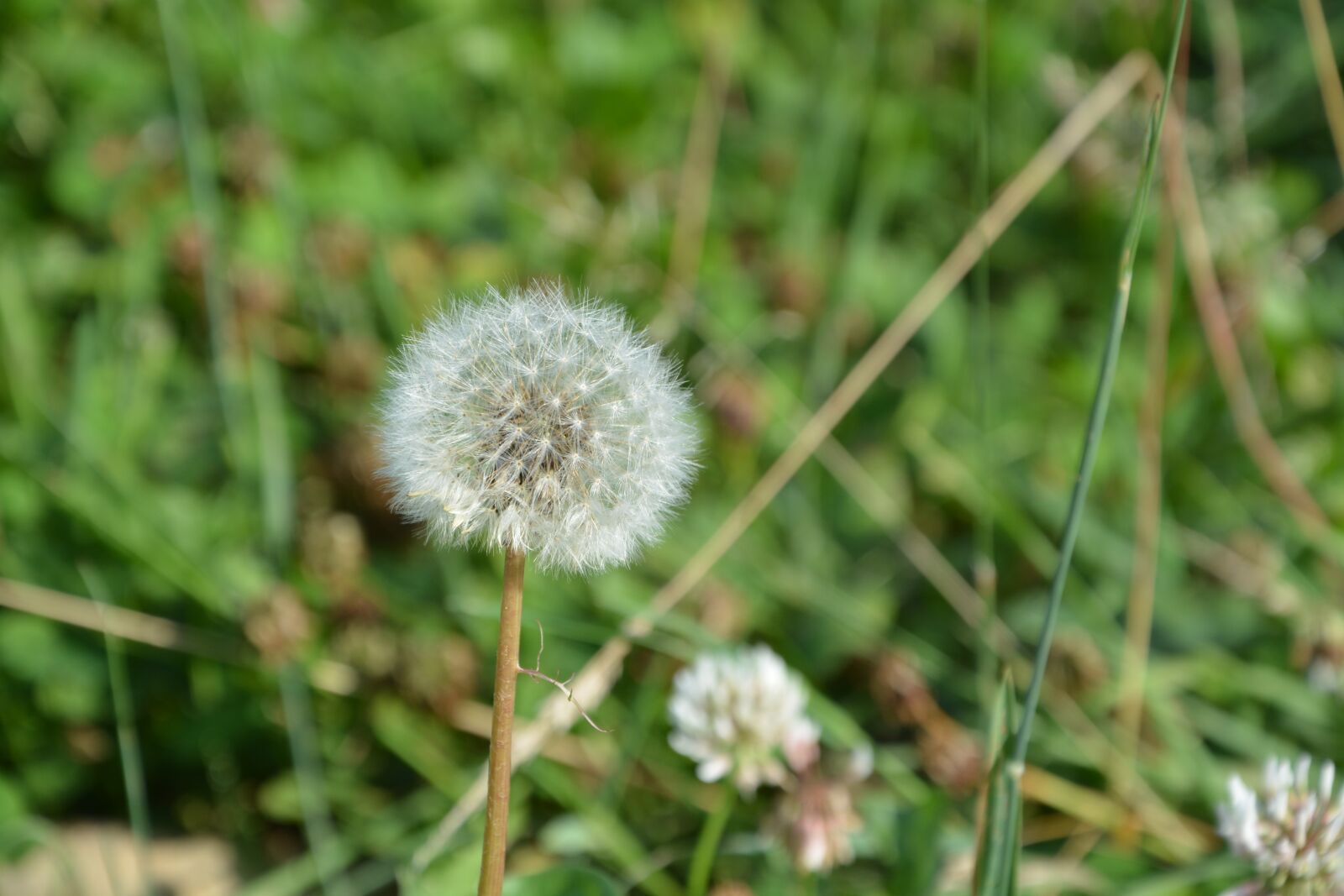 Nikon D5200 sample photo. Dandelion, au gratin, green photography