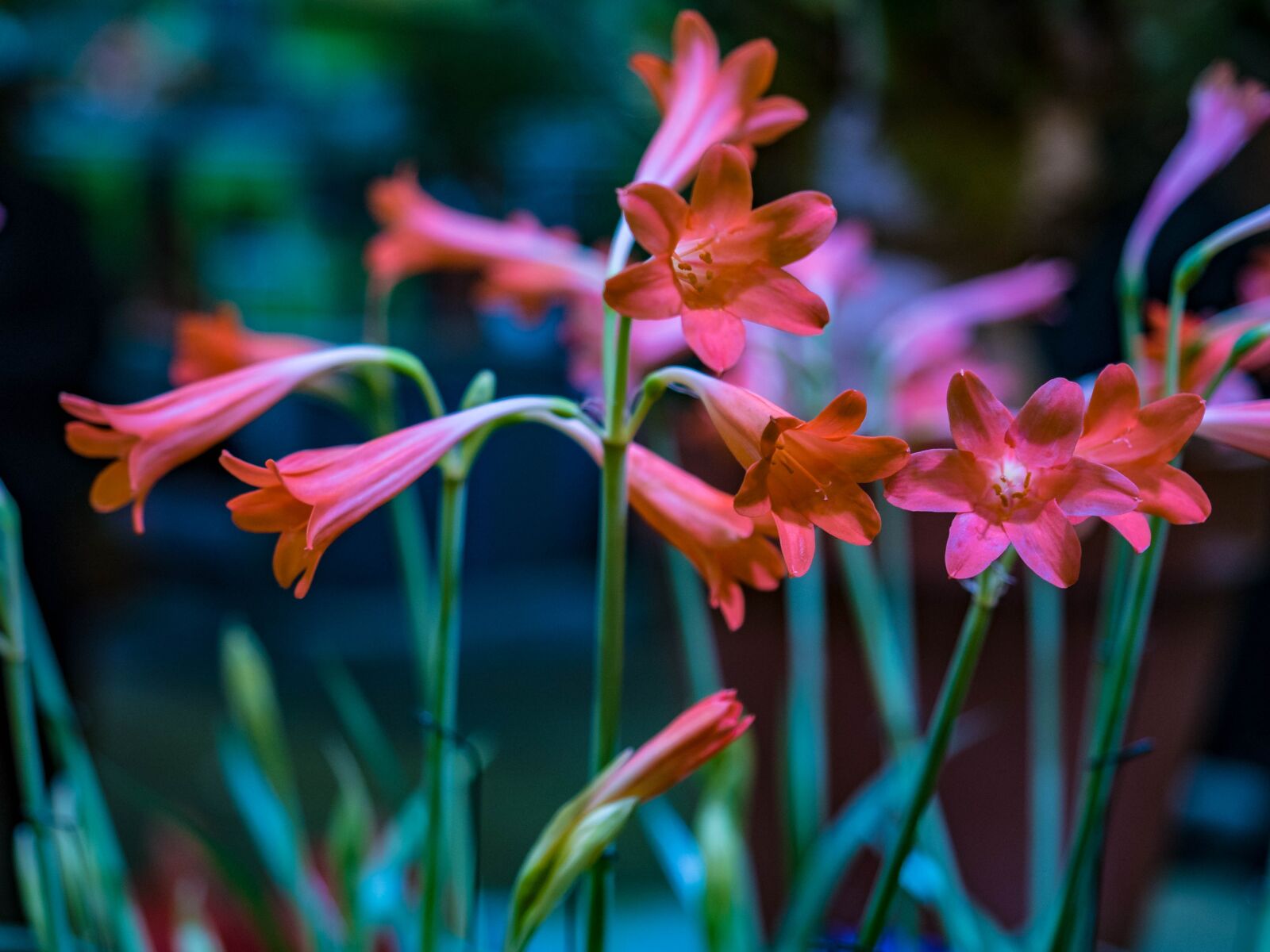 Olympus OM-D E-M5 II + Olympus M.Zuiko Digital ED 12-40mm F2.8 Pro sample photo. Flower show 2018, pennsylvania, philadelphia photography