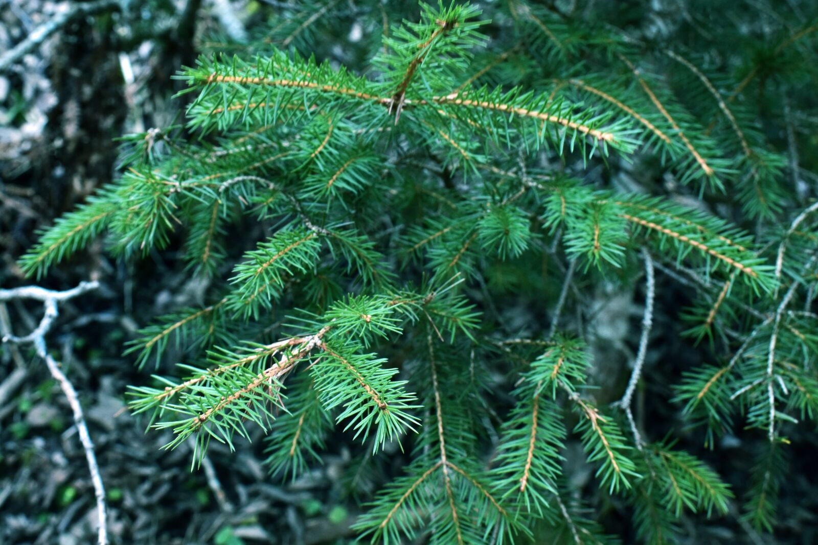 Nikon D3400 sample photo. Green, forest, conifer photography