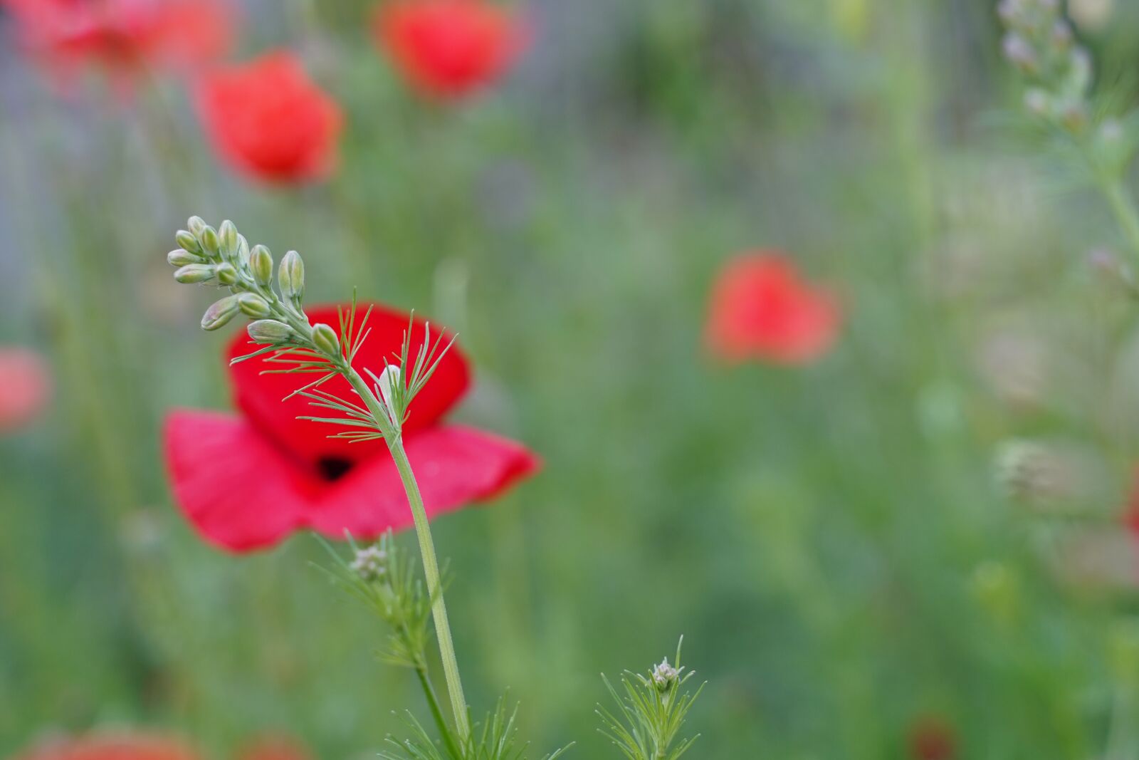 Sony a7 III + Tamron 28-75mm F2.8 Di III RXD sample photo. Poppy, flower, summer photography