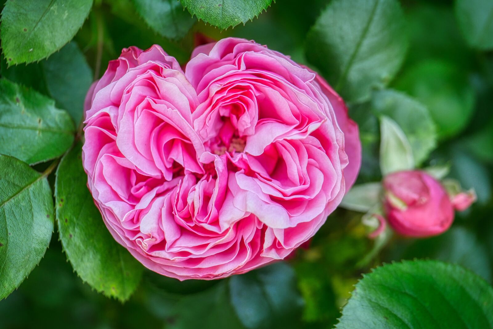 Panasonic Lumix DMC-GX8 sample photo. Rose, bloom, pink photography