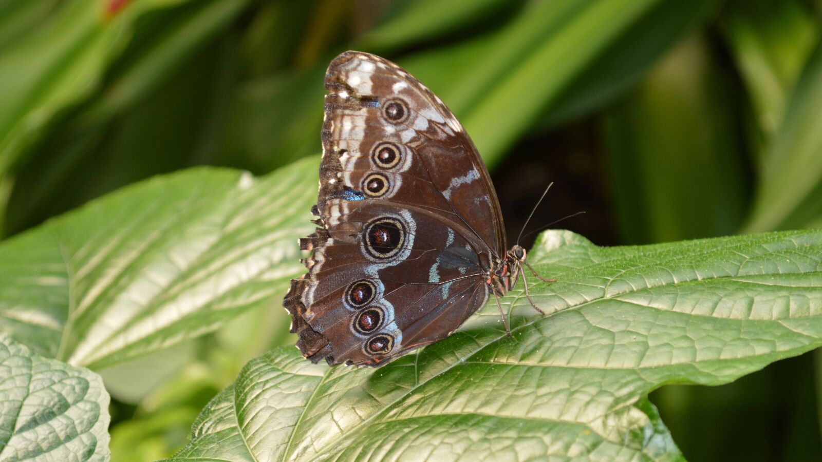 Nikon D3200 sample photo. Butterfly, nature, animals photography