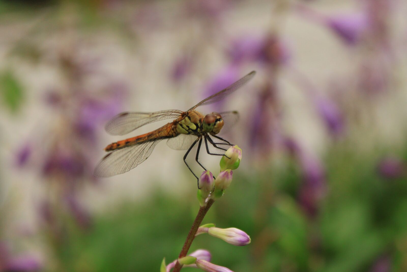 Canon EOS 500D (EOS Rebel T1i / EOS Kiss X3) sample photo. Dragonfly, flowers, insects photography
