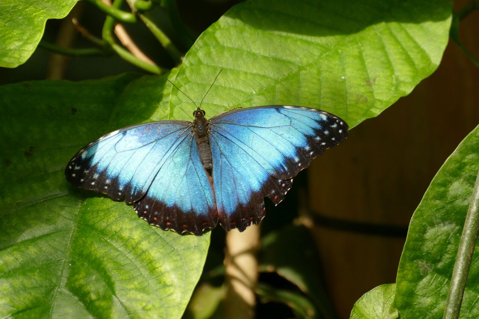 Panasonic Lumix DMC-FZ1000 sample photo. Butterfly, morpho peleides, south photography