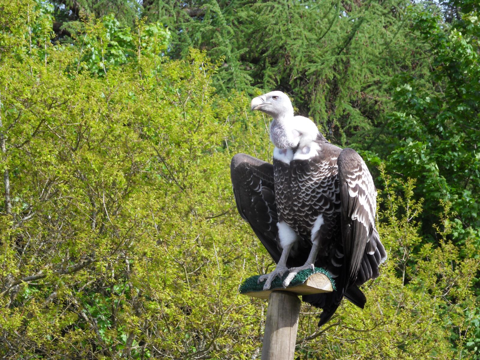 Samsung WB500, WB510 / VLUU WB500 /  HZ10W sample photo. Vulture, bird, wildlife photography