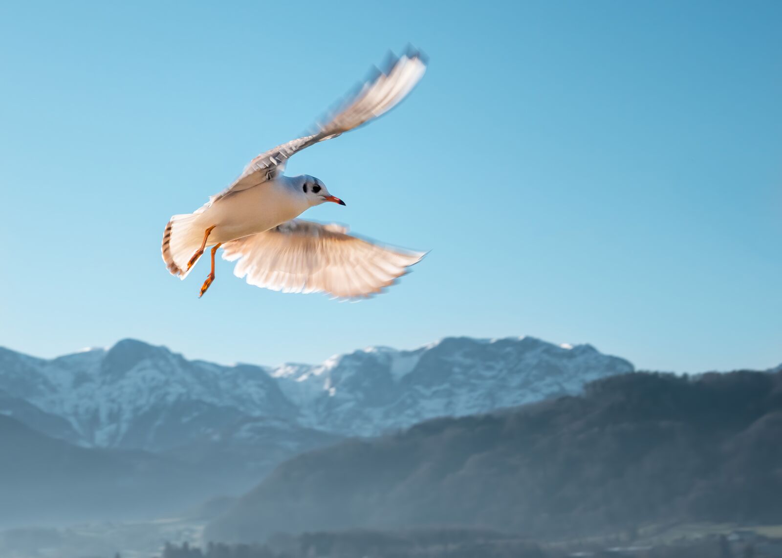 Olympus M.Zuiko Digital ED 45mm F1.2 Pro sample photo. Seagull, landing, animal photography