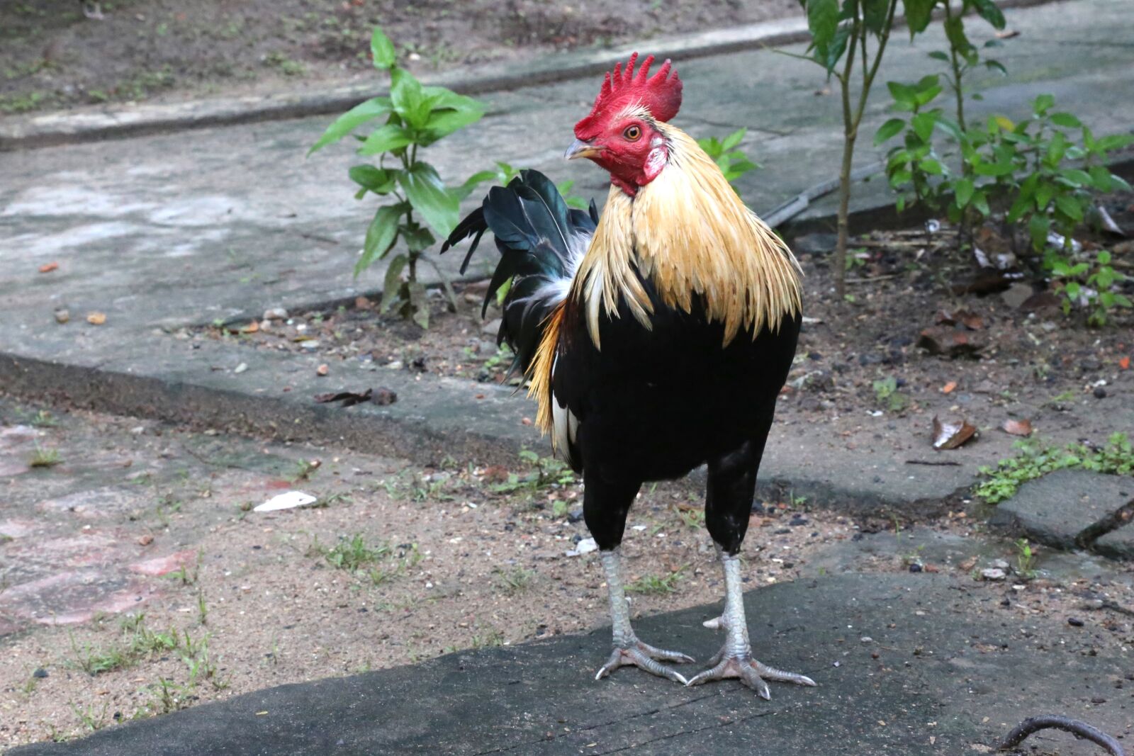 Canon EOS 6D + Canon EF 24-105mm F4L IS USM sample photo. Chicken, asia, vietnam photography