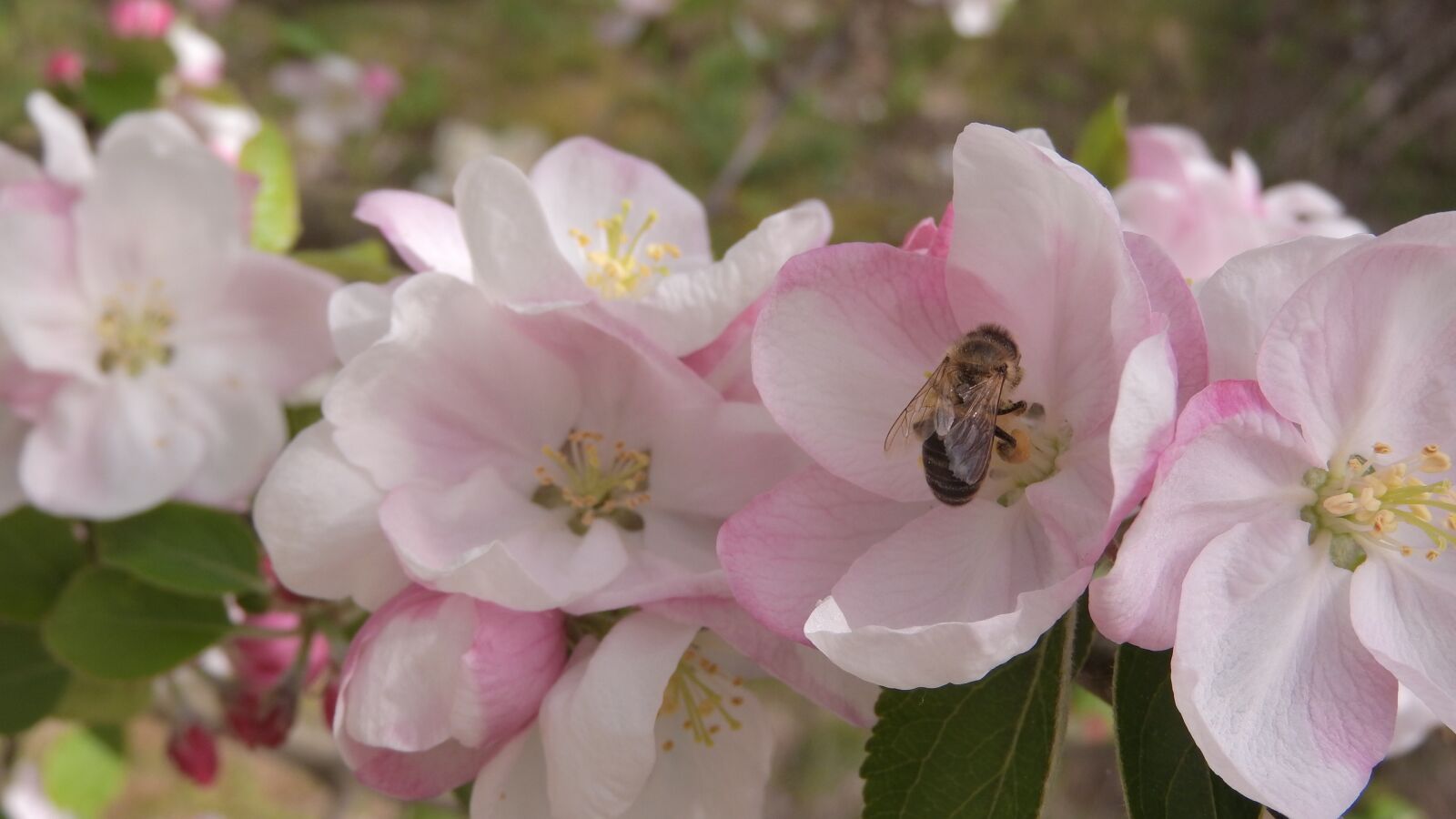 Nikon Coolpix P610 sample photo. Apple tree, flowers, twig photography