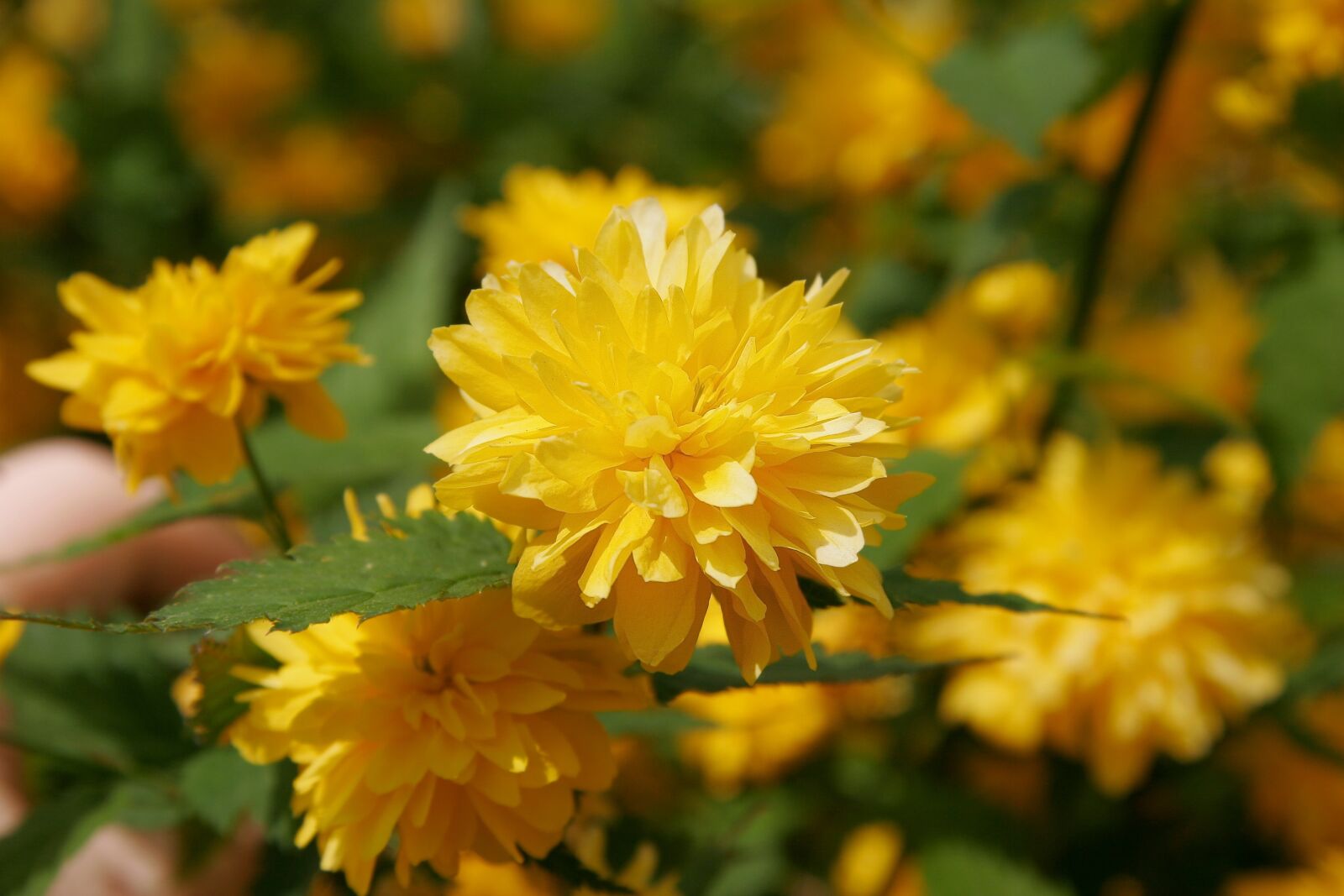 Canon EOS 20D sample photo. Flowers, blossom, bloom photography