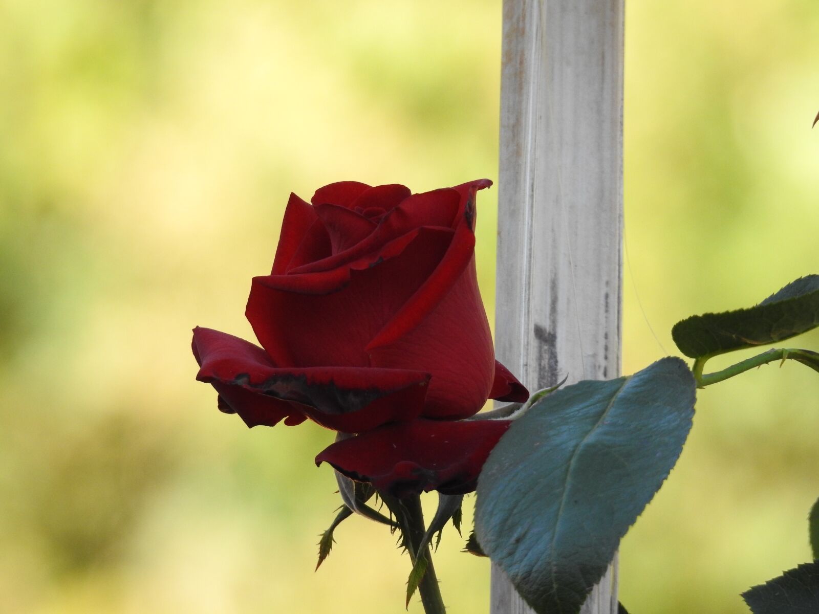 Nikon Coolpix P900 sample photo. Rose, rosa, red photography