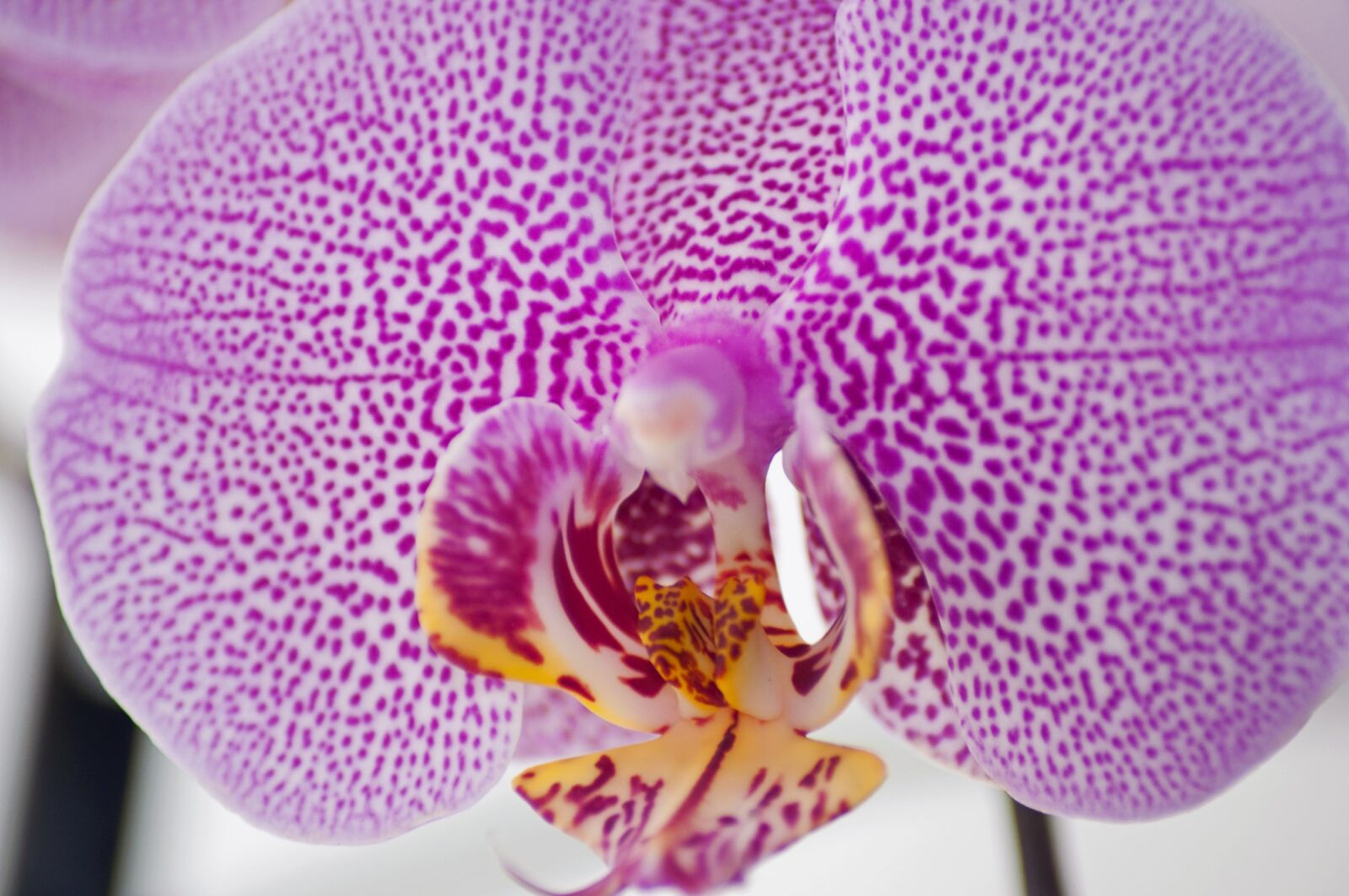 Nikon D5000 sample photo. Flower, orchid, purple photography