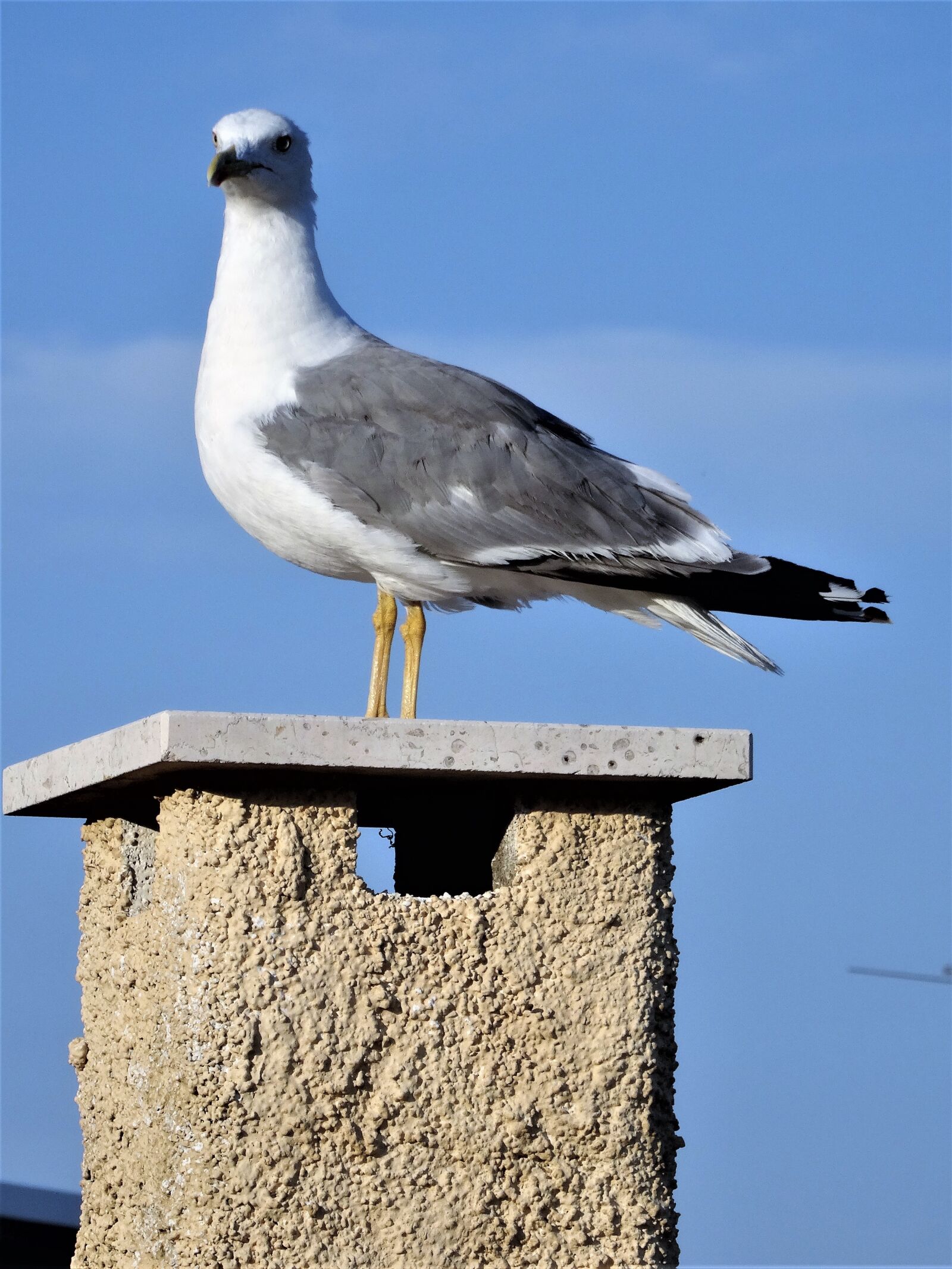Sony Cyber-shot DSC-HX50V sample photo. Seagull, fireplace, bird photography