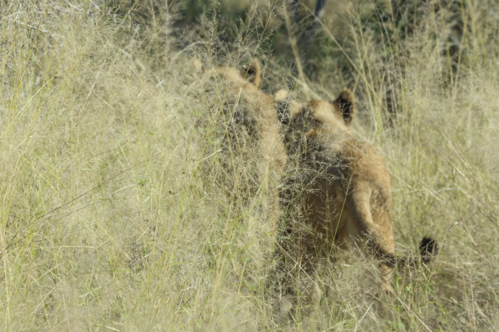 Canon EOS 7D Mark II sample photo. Africa, animals, babies, big photography