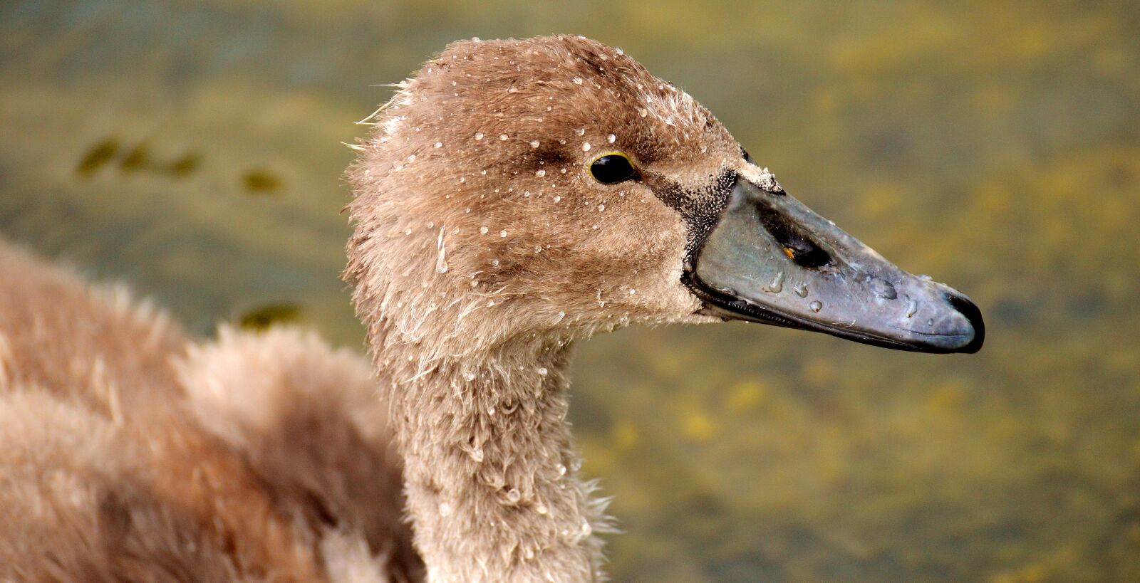 Nikon D3200 sample photo. Swan, young animal, bird photography