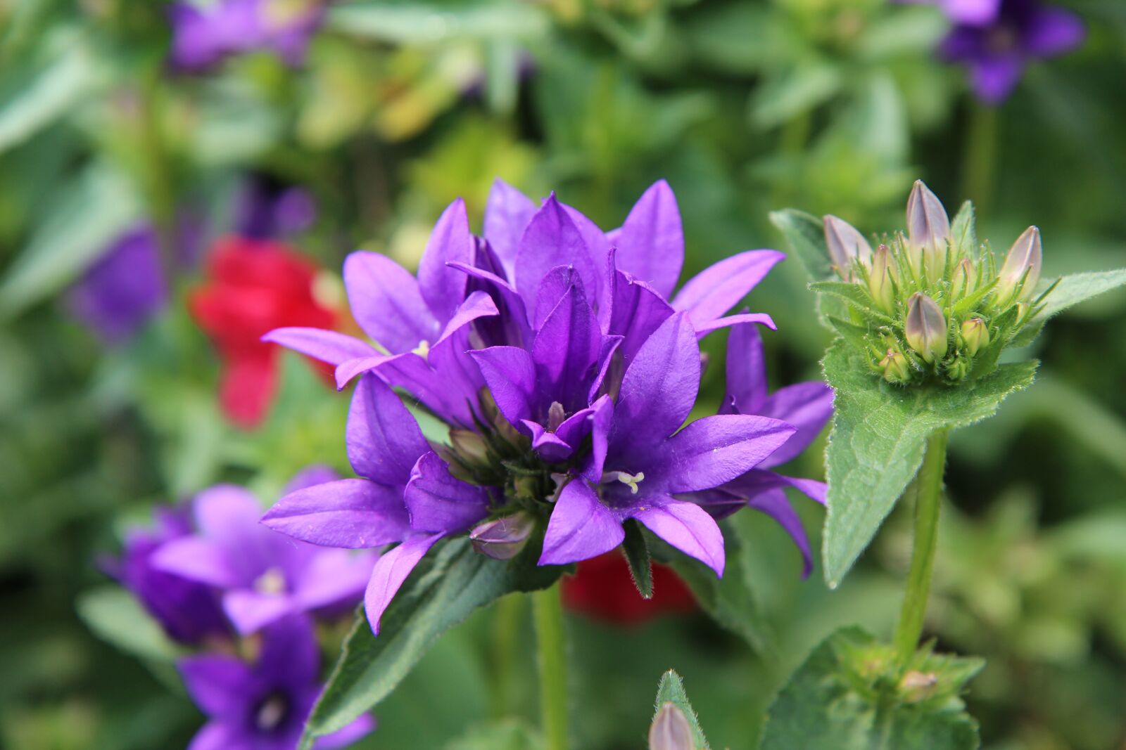 Canon EOS 600D (Rebel EOS T3i / EOS Kiss X5) sample photo. Flowers violet, flowering, perennial photography