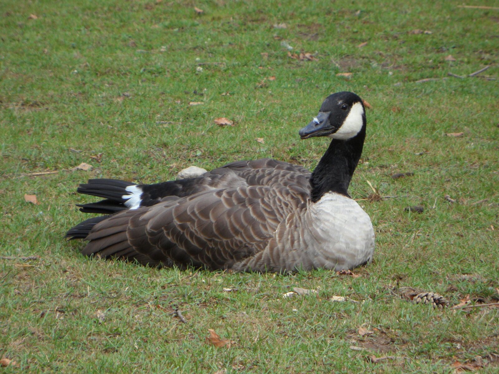 Samsung VLUU WB210, SAMSUNG WB210 sample photo. Goose, bird, animal photography