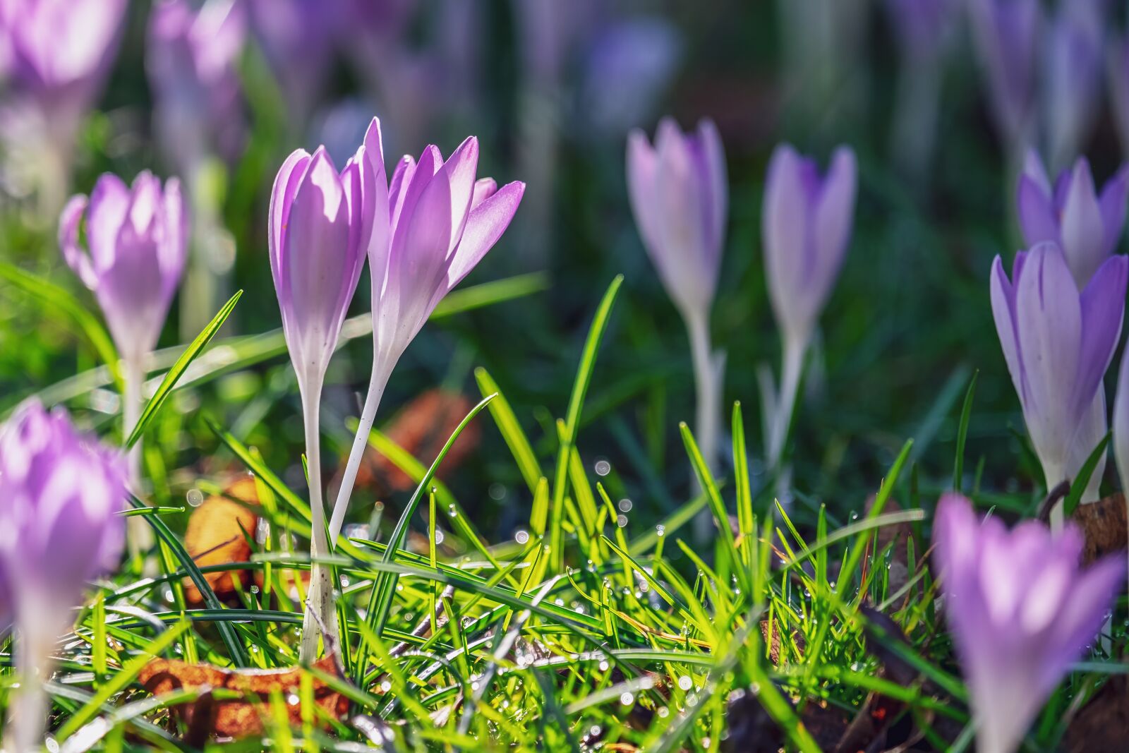 Fujifilm XF 55-200mm F3.5-4.8 R LM OIS sample photo. Crocus, flower, blossom photography