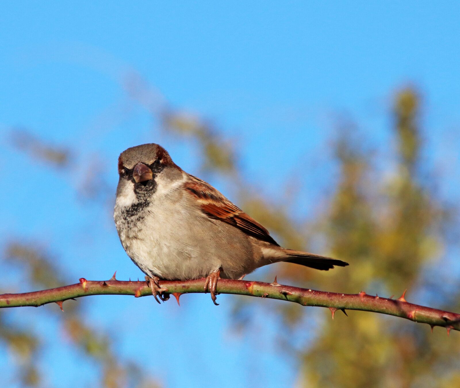 Canon EOS 800D (EOS Rebel T7i / EOS Kiss X9i) sample photo. Sparrow, bird, wildlife photography