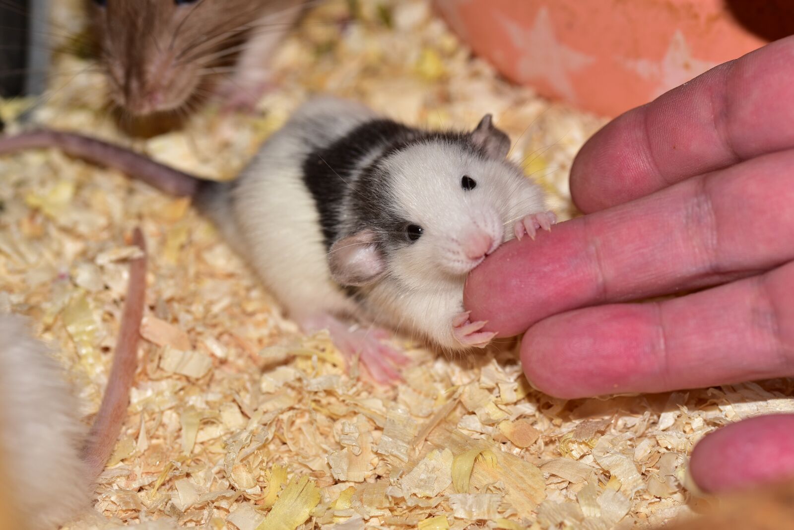 Nikon D750 sample photo. Rat, baby, cute photography