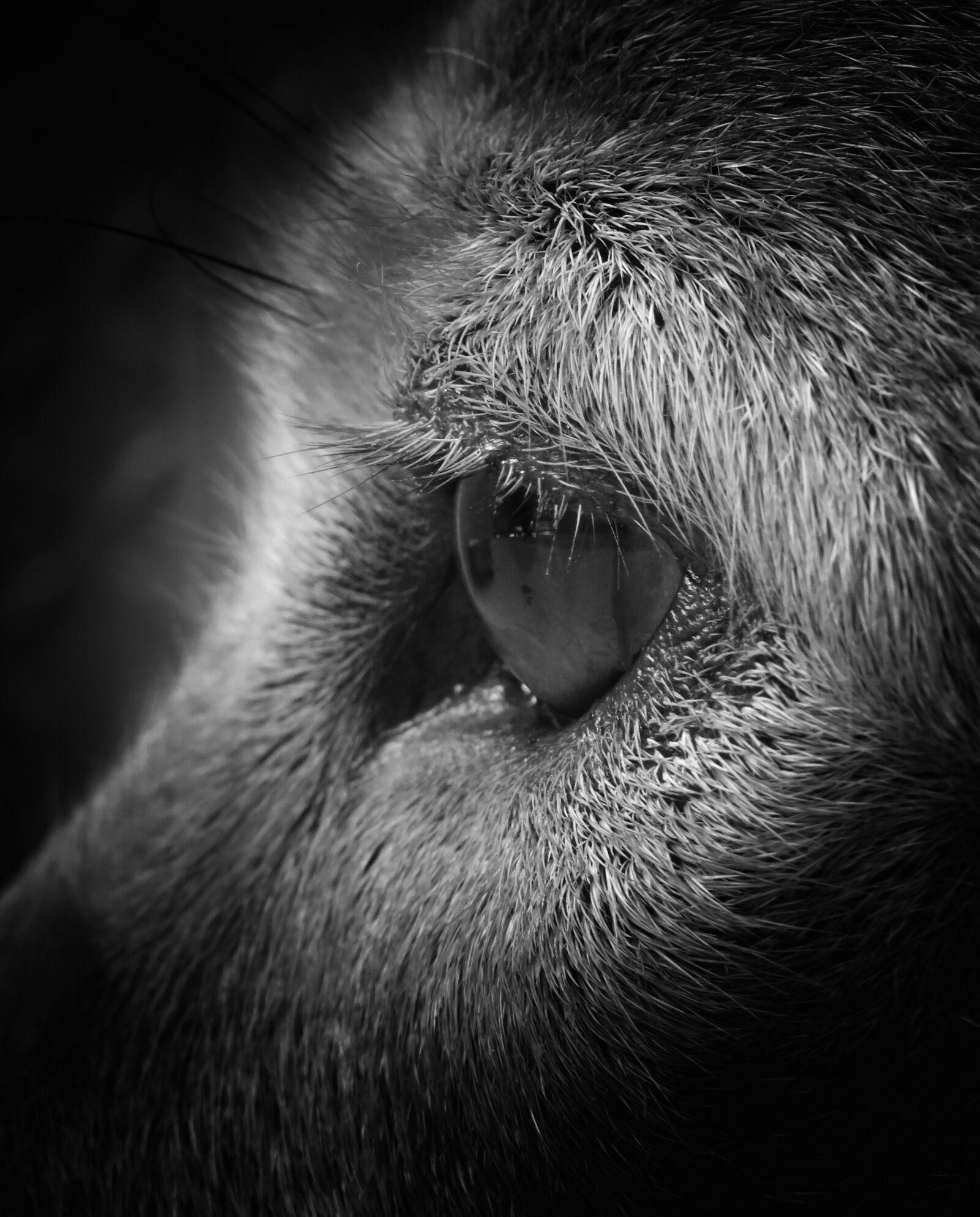 Canon PowerShot SX540 HS sample photo. Eye, canine, animal photography