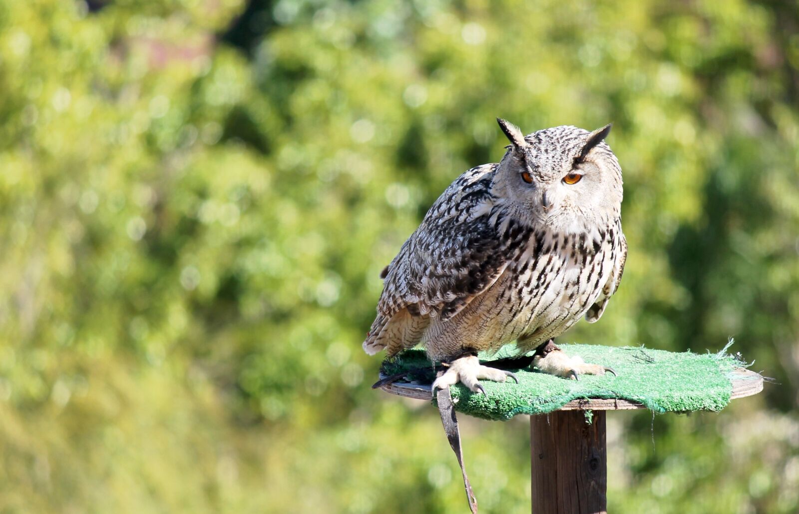 Canon EF-S 55-250mm F4-5.6 IS II sample photo. Ave, bird of prey photography