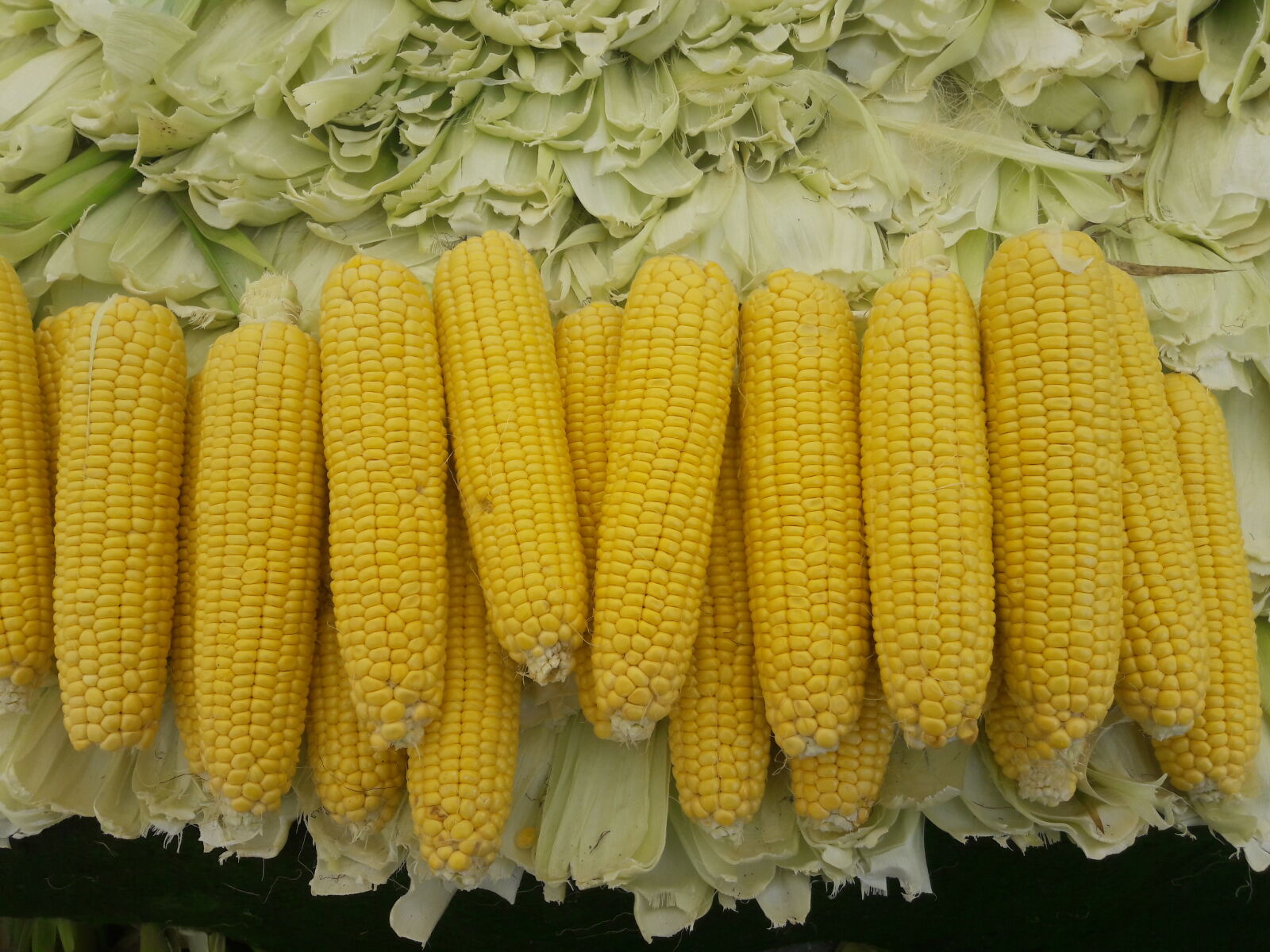 Samsung Galaxy J7 sample photo. Corn photography