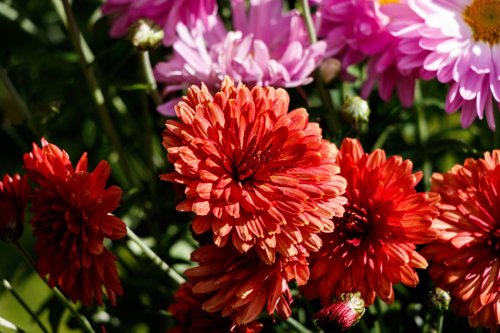 Canon EF-S 18-135mm F3.5-5.6 IS USM sample photo. Chrysanthemum, flower, flower garden photography
