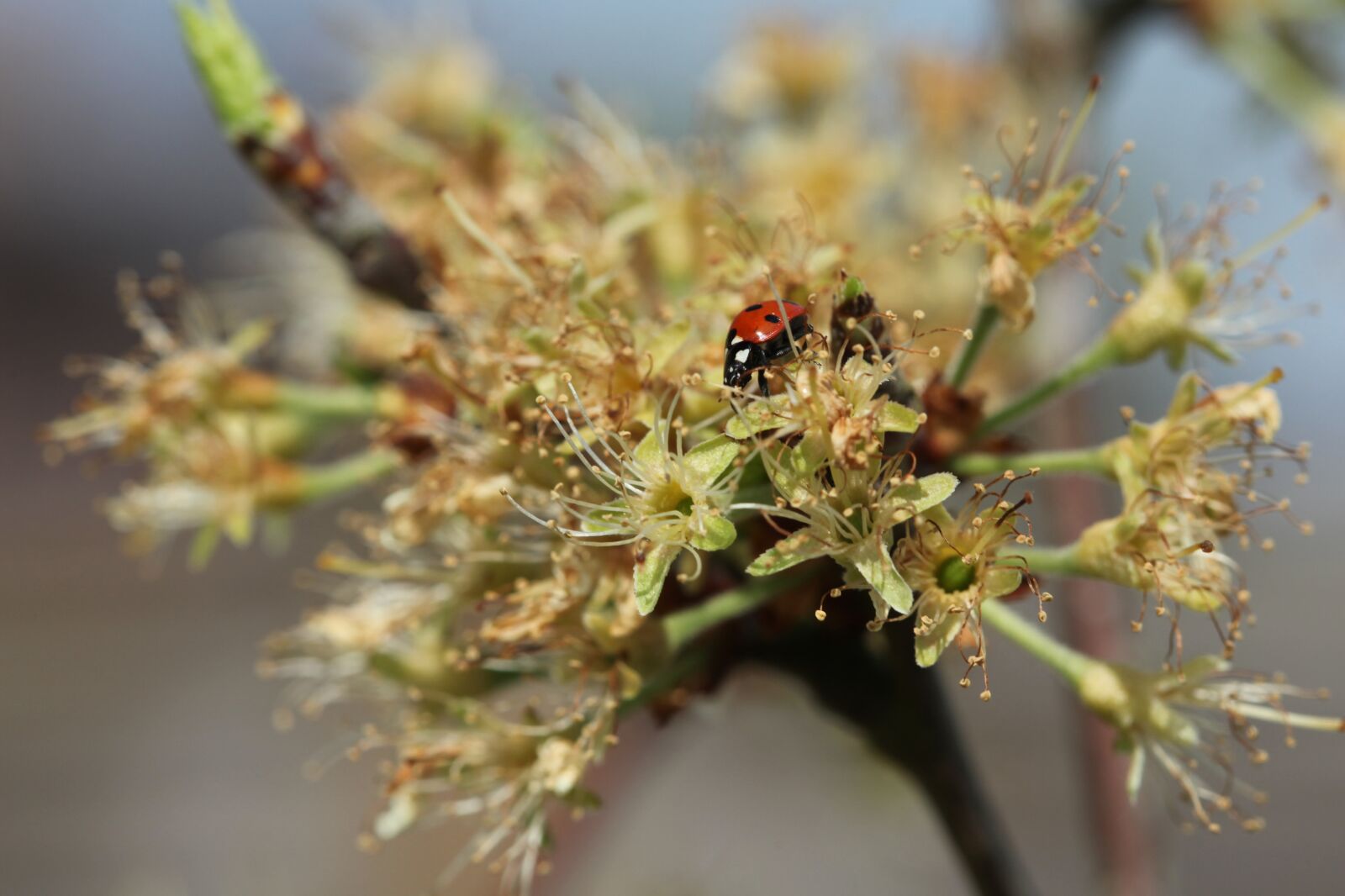 Canon EOS 5D Mark II sample photo. Ladybird, tree, garden photography